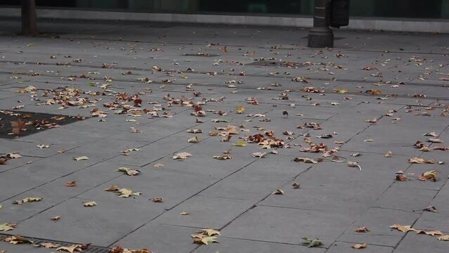 Hojas de otoño