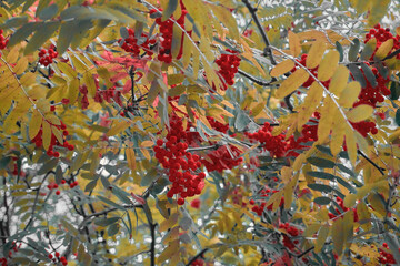 Red rowan on the branches of the tree, next to yellowed and dry leaves. Autumn, selective selective focus