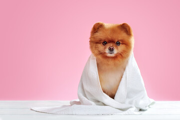 Full length portrait of a spitz wrapped in a towel against pink background