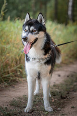 Beautiful purebred husky on a walk in the summer forest.