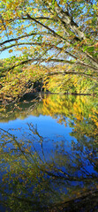 Autumn colors in the forest and the trees and blue sky  reflecting in the lake