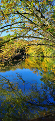 Autumn colors in the forest and the trees and blue sky  reflecting in the lake