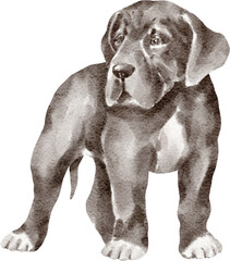 Great dane puppy illustration