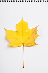 Yellow maple leaf on a sheet of paper.