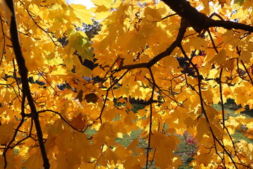 Unterm Ahornbaum im Herbst