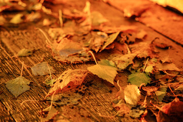 Autumn leaves in yellow orange color