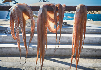 Tintenfische  nach dem Fang © Lutz