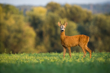 Roe deer, capreolus capreolus, standing on grassland in summer with copy space. Roebuck looking to...