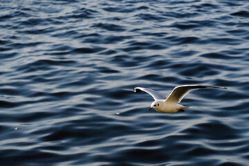 Flying seagull on the background of blue sea waves
