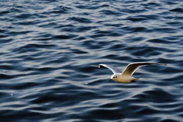 Flying seagull on the background of blue sea waves