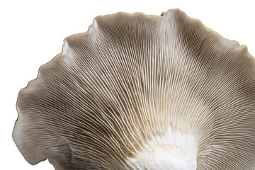 Closeup of the underside of an oyster mushroom - Powered by Adobe