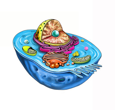 animal cell structure