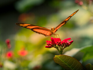 butterflies tropical - Macro shots with lots of detail