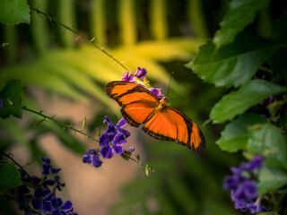 butterflies tropical - Macro shots with lots of detail, blurred background