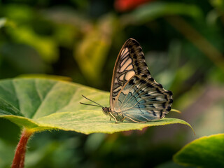 butterflies tropical - Macro shots with lots of detail, blurred background