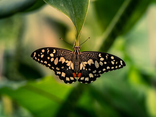 butterflies tropical - Macro shots with lots of detail, blurred background