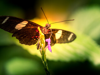 butterflies tropical - Macro shots with lots of detail
