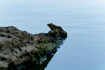A green-skinned frog is resting in the sun on a log in a pond.