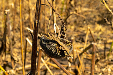 Dry ripe sunflower close-up, on a soft blurry background. The future sunflower oil.