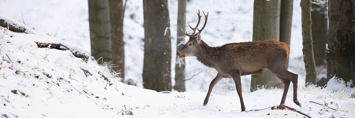 Red deer, cervus elaphus, movig in snowy woodland in winter with copy space. Antlered mammal walking in forest in wintertime. Stag going in white wilderness.