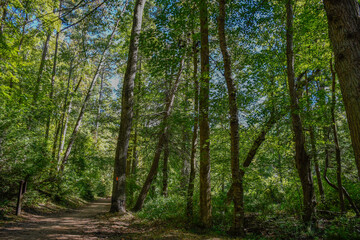 Fototapeta na wymiar Lake Placid trees, Paris Mountain State Park, Greenville, South Carolina