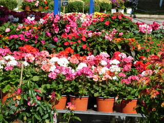 Colorful flowers in a plant fair at Varkiza, Athens, Greece