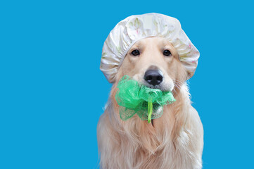 Bathing golden retriever with a loofah in mouth