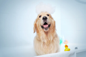 Bathing golden retriever with soap foam on head