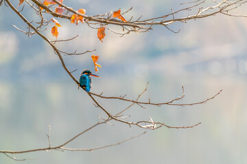 A kingfisher on a branch
