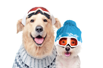 Golden retriever wearing knitted sweater and west highland terrier  in ski goggles