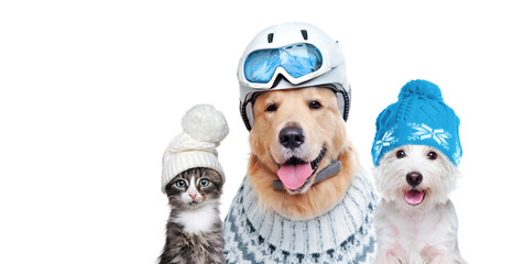 Pets wearing winter accessories isolated on white