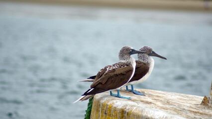 Fototapeta na wymiar Blue footed boobies (Sula nebouxii) perched on a buoy in the harbor in Puerto Lopez, Ecuador
