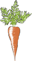 PNG engraved style illustration for posters, decoration and print. Hand drawn sketch of carrot in colorful isolated on white background. Detailed vegetarian food drawing.	
