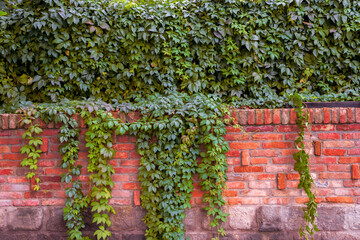 Background. Old rustic red block brick wall with red color foliage.