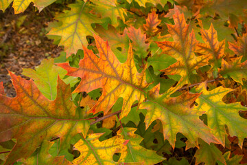 Autumn multicolored wild forest on a sunny warm fall day. Day.