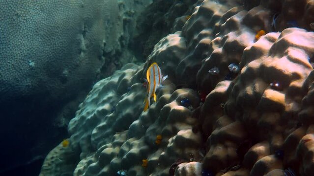 Copperband Butterflyfish or chelmon rostratus fish with long nose in Andaman Sea, Thailand. Beautiful colorful yellow striped fish swimming among tropical corals. Sea wildlife. Underwater video