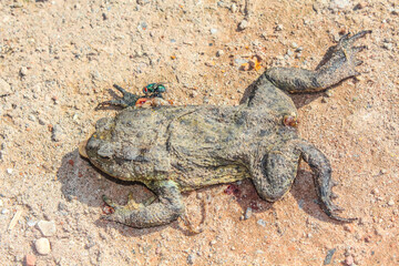 Dead flattened frog with intestines in Germany.