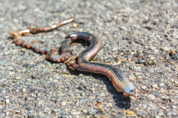 Dead flattened snake grass snake with guts on the road.
