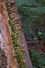 Cerrena unicolor mushrooms growing on decaying tree trunk with mycobiont algae bloom