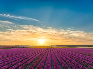 Sunset over pink tulips - flowers - bulbfields in The Netherlands.