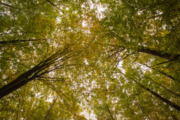 Autumn multicolored wild forest on a sunny warm fall day. Day.