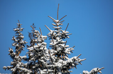 Branches of a coniferous tree in the snow against a blue sky.