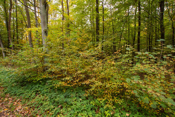 Obraz premium Autumn multicolored wild forest on a sunny warm fall day. Day.