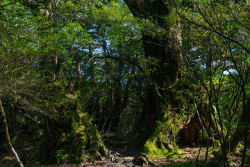 Obraz premium tree in the forest