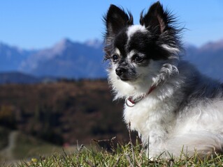 Chihuahua dog in alps