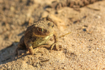 Frog toad sitting in the sand in Germany.