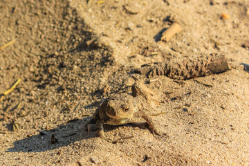 Frog toad sitting in the sand in Germany.