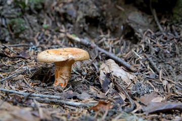 Isolated wild mushroom found in the woods, Pyrenees, France