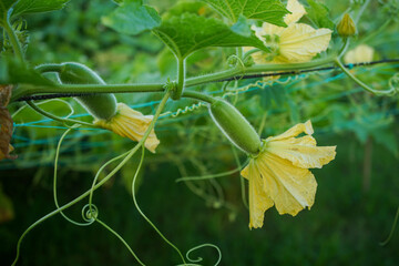 A gourd hanging under the loft inside of an agricultural farm. 