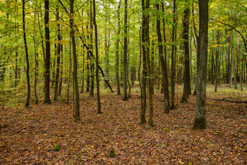Autumn multicolored wild forest on a sunny warm fall day. Day.